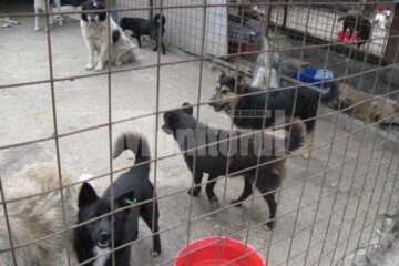 Campanie de sterilizare gratuită pentru câini și pisici