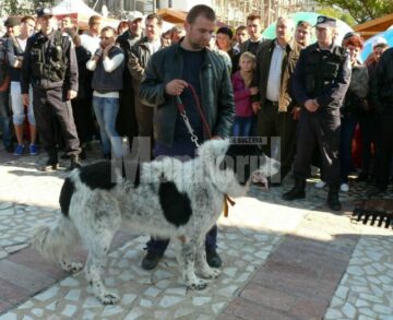 Parada Ciobăneștilor de Bucovina, la Fălticeni