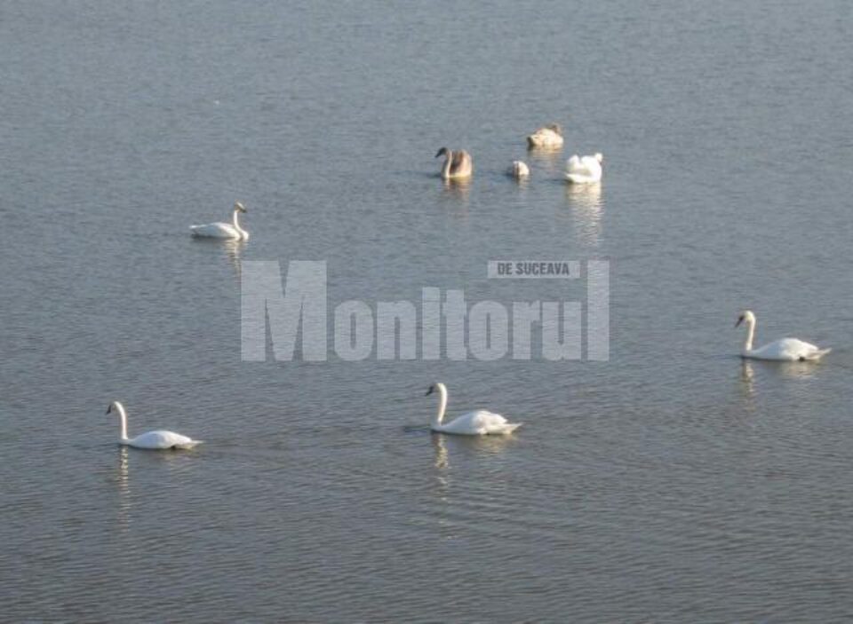 14 lebede se pregătesc să ierneze la acumularea hidrotehnică de la Liteni - Moara