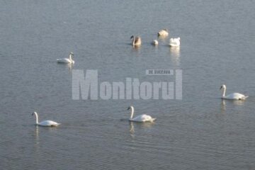 14 lebede se pregătesc să ierneze la acumularea hidrotehnică de la Liteni - Moara