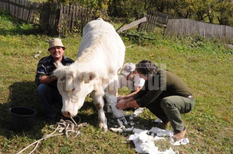 Vițică cu un picior fracturat, salvată după ce a stat mai mult de o lună în ghips