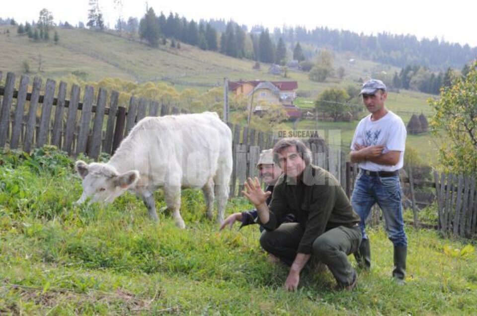 Juninca, care are 20 de luni și 500 de kilograme, din nou pe picioarele ei