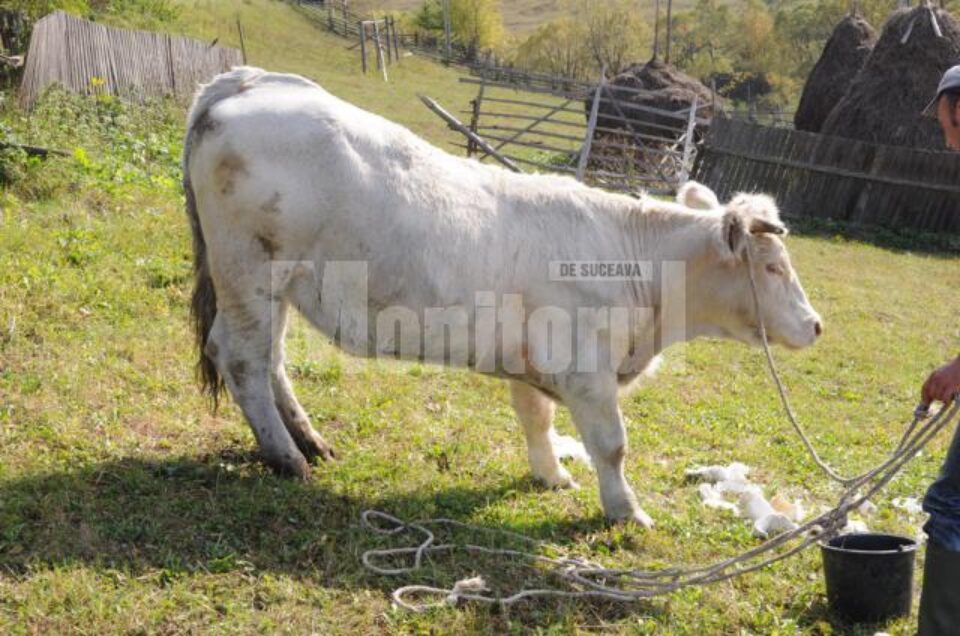 Juninca, care are 20 de luni și 500 de kilograme, din nou pe picioarele ei