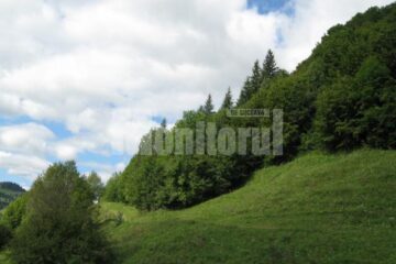 Tăiere ilegală de arbori, sesizată poliției în războiul revendicării unei suprafețe de pădure