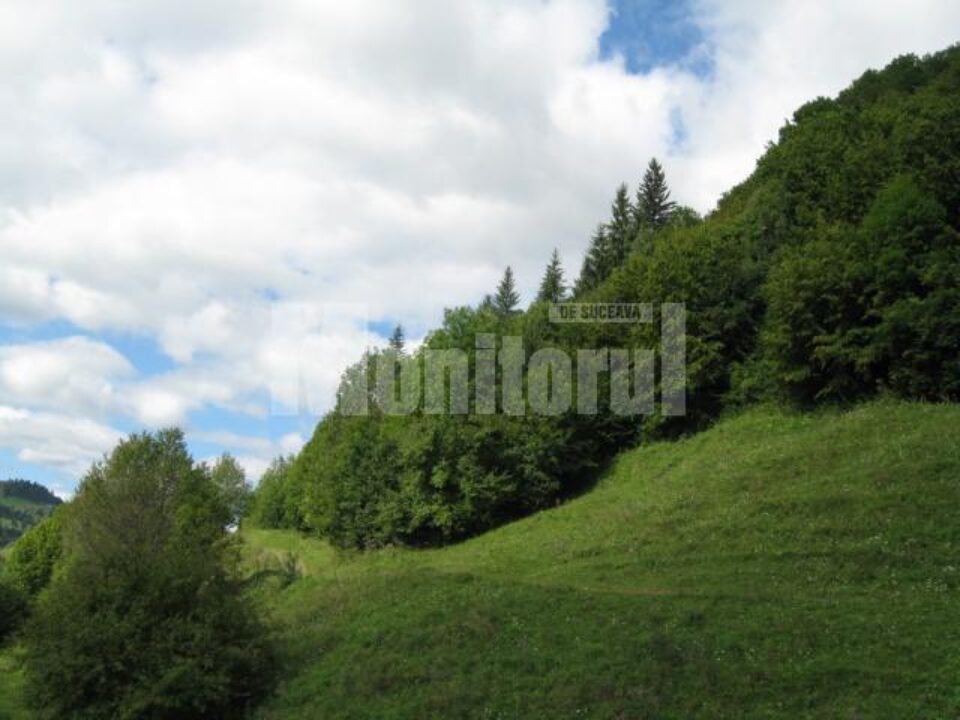 Tăiere ilegală de arbori, sesizată poliției în războiul revendicării unei suprafețe de pădure Tăiere ilegală de arbori, sesizată poliției în războiul revendicării unei suprafețe de pădure