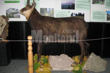 Expoziția „Rezervațiile naturale din ținuturile Sucevei“