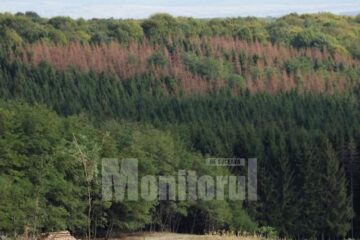 Zona infestată defrișată și pâlcuri de pădure bolnavă