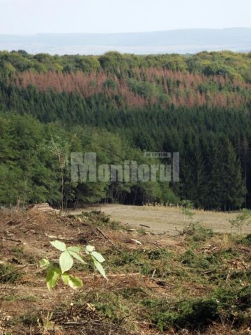 Zona infestată defrișată și pâlcuri de pădure bolnavă