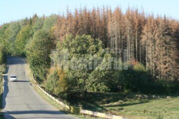 Păduri uscate de atacul gândacilor de scoarță