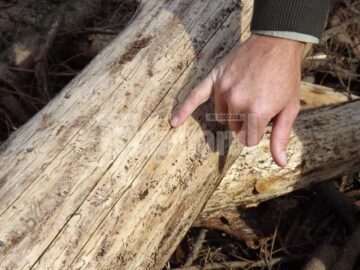 Trunchiurile arborilor infestați sunt gravate cu mii de canale pentru larvele gândacilor