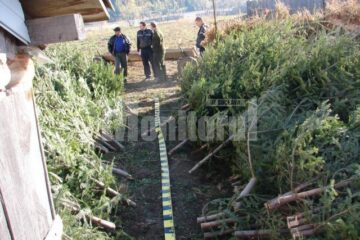 766 de brazi furați din pădure, găsiți în gospodăria unui bărbat din Slatina