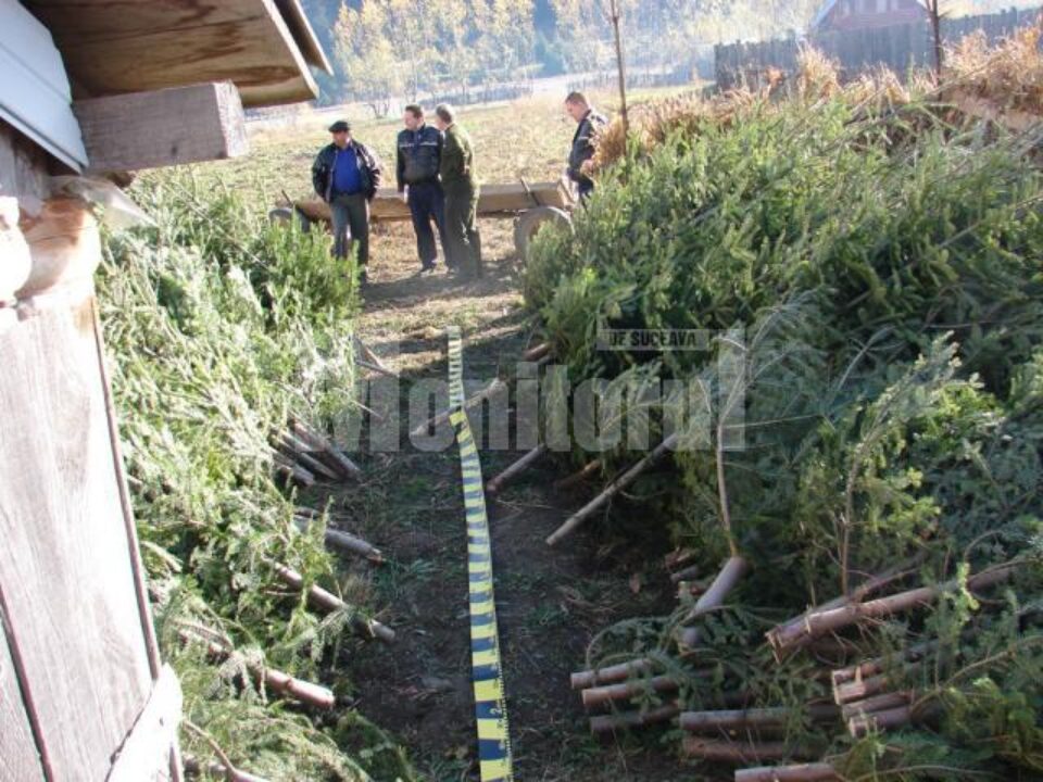 766 de brazi proaspăt tăiați au fost găsiți în gospodăria unui bărbat din comuna Slatina