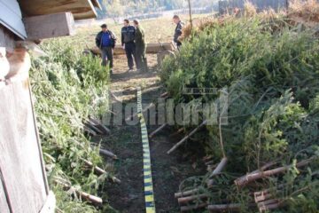 766 de brazi proaspăt tăiați au fost găsiți în gospodăria unui bărbat din comuna Slatina