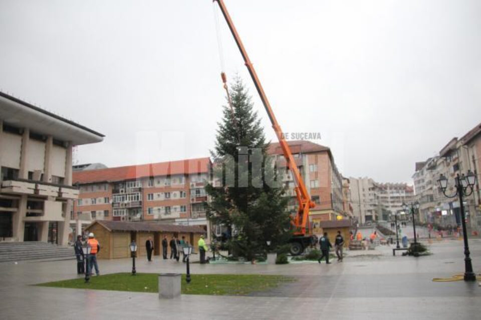 Bradul de Crăciun a fost adus din pădurile din zona Râșca, fiind donat Primăriei de către Direcția Silvică