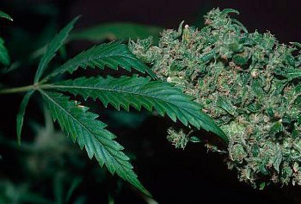 În acest an au fost confiscate 500 de grame de canabis