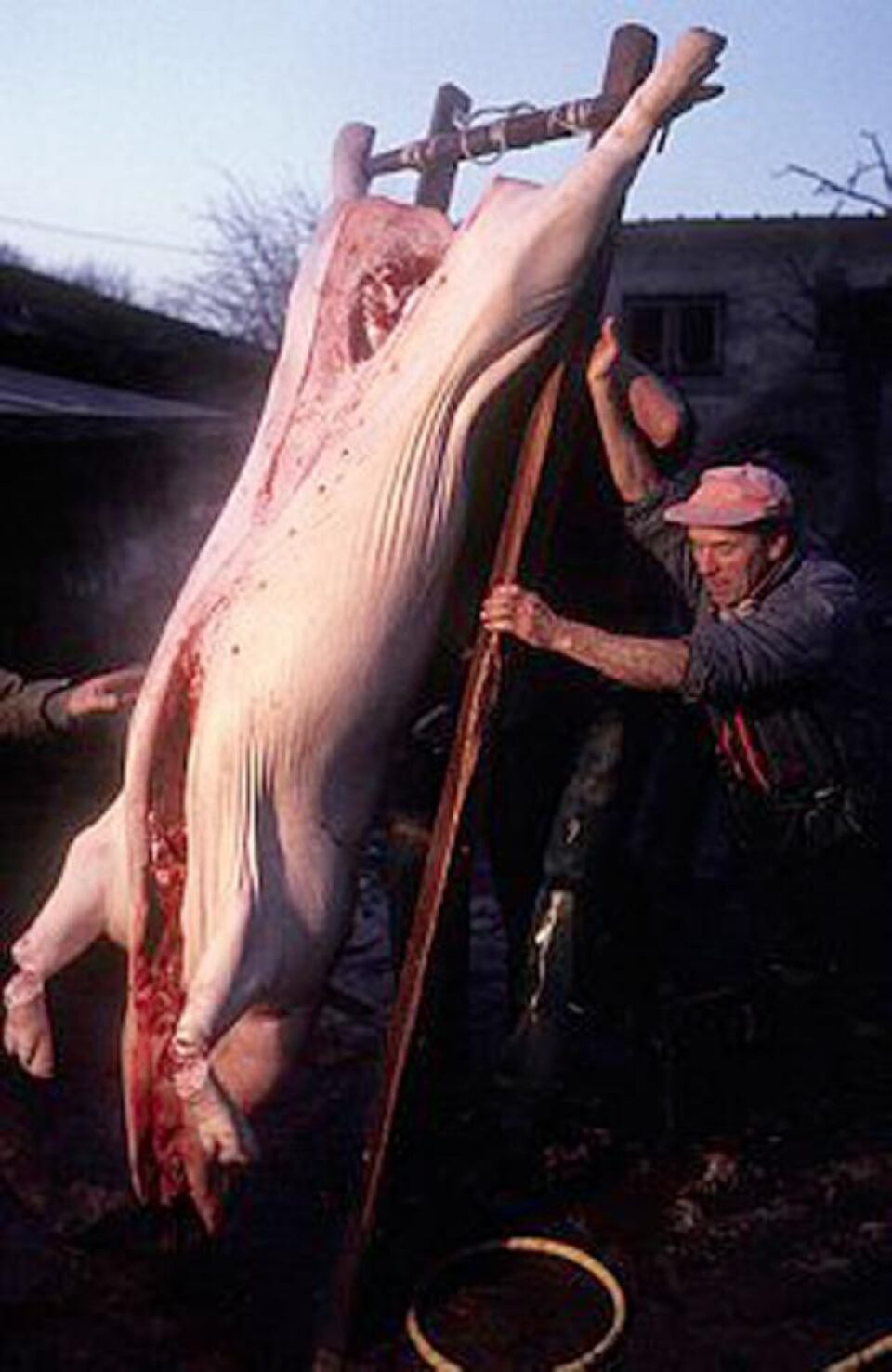 Cumpărătorii și vânzătorii de porci vii, fără documente de proveniență, pasibili de sancțiuni