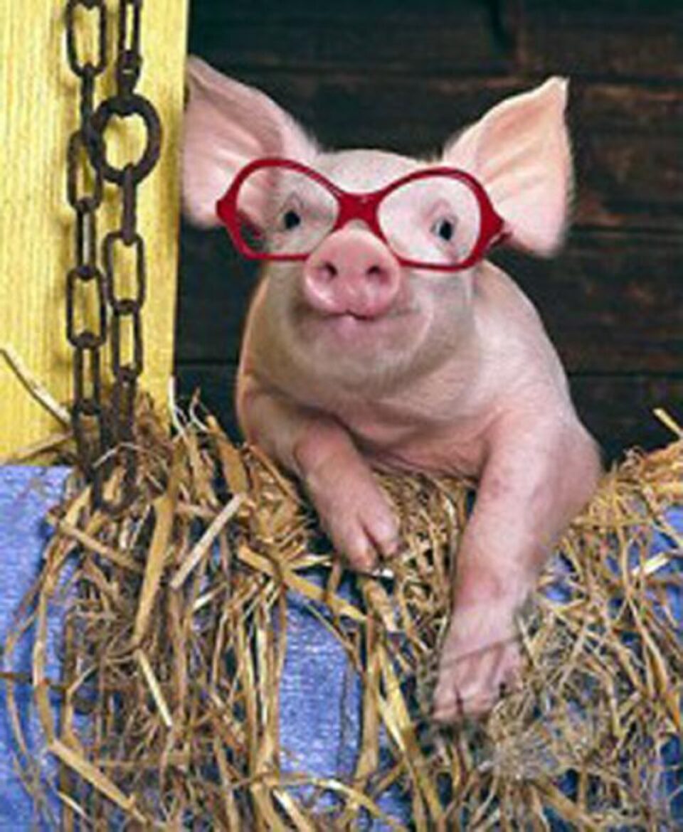 Porc
