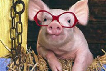 Porc