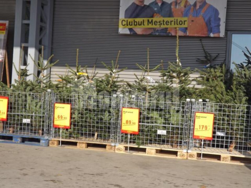 Hipermarketurile sunt pline cu brazi aduși de la mare distanță, din țări precum Danemarca sau Norvegia