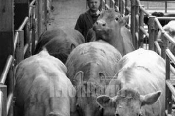 „Bază de preluare a animalelor”