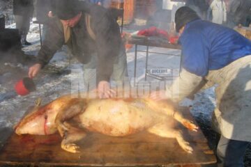 Ziua de 20 decembrie este consemnată în calendarul popular ca Ignatul porcilor