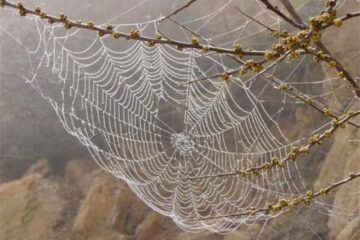 „Se crede că...”