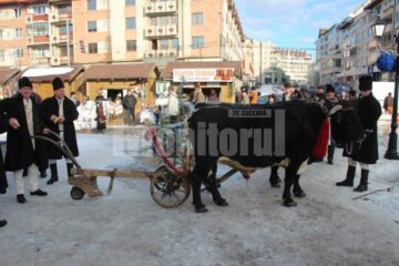 Gospodarii din Câmpulung Moldovenesc au venit cu un plug tras de boi