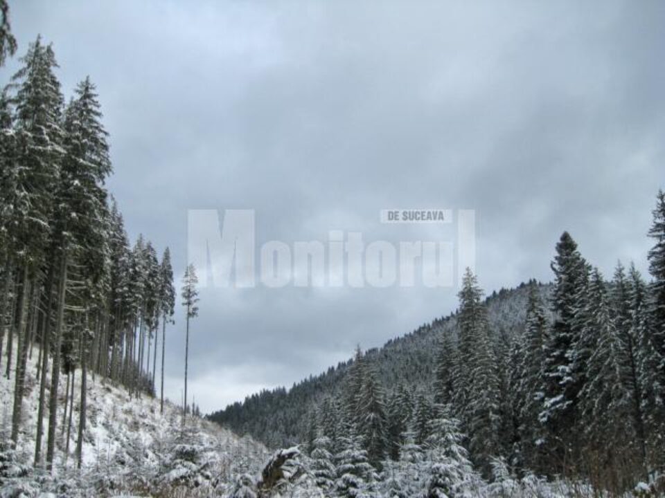 Șapte bărbați, prinși în flagrant în pădure după ce au pus la pământ 28 de arbori
