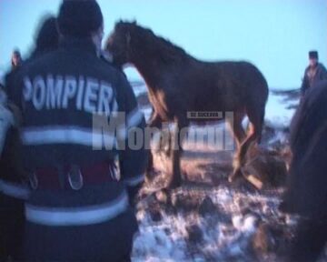 Operațiunea de salvare a fost dificilă, însă s-a finalizat cu bine, animalul scăpând fără fracturi