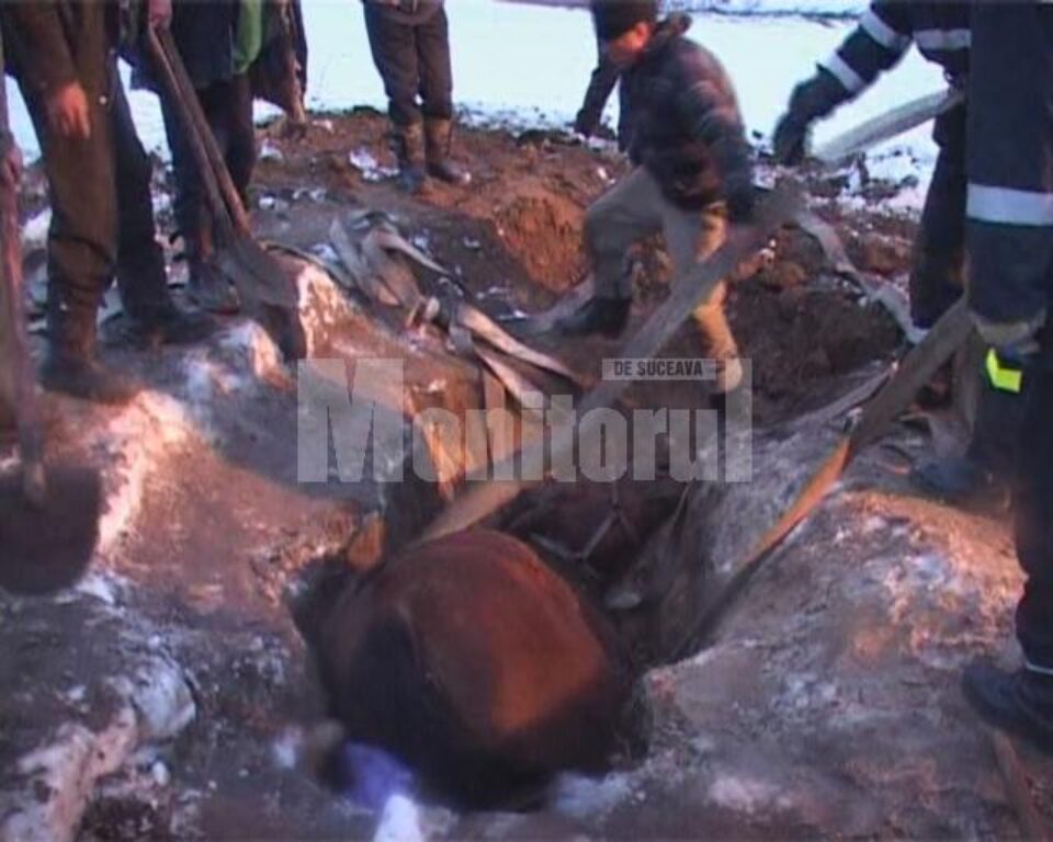 Operațiunea de salvare a fost dificilă, însă s-a finalizat cu bine, animalul scăpând fără fracturi Operațiunea de salvare a fost dificilă, însă s-a finalizat cu bine, animalul scăpând fără fracturi