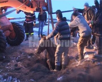 Operațiunea de salvare a fost dificilă, însă s-a finalizat cu bine, animalul scăpând fără fracturi