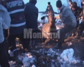 Operațiunea de salvare a fost dificilă, însă s-a finalizat cu bine, animalul scăpând fără fracturi