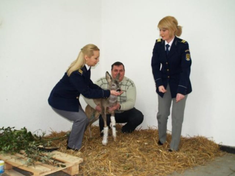 Pui de căprioară, salvat și îngrijit de polițiștii de frontieră din Orșova. Foto: MEDIAFAX Pui de căprioară, salvat și îngrijit de polițiștii de frontieră din Orșova. Foto: MEDIAFAX