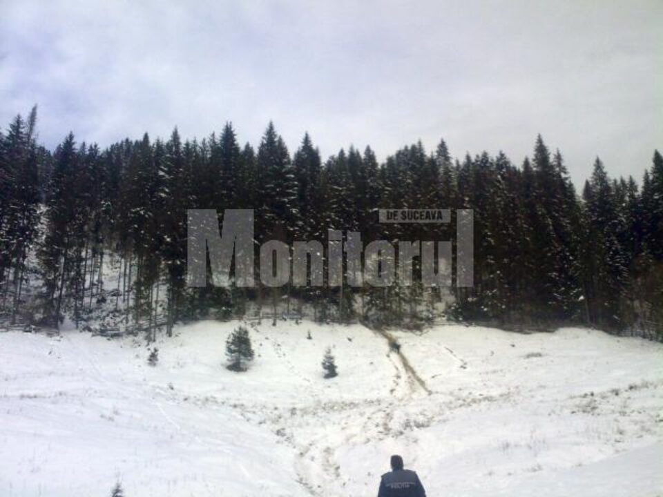 În pădurea pe care o avea în grijă pădurarul Mihai Turcu au fost găsite peste 80 de cioate ale unor arbori