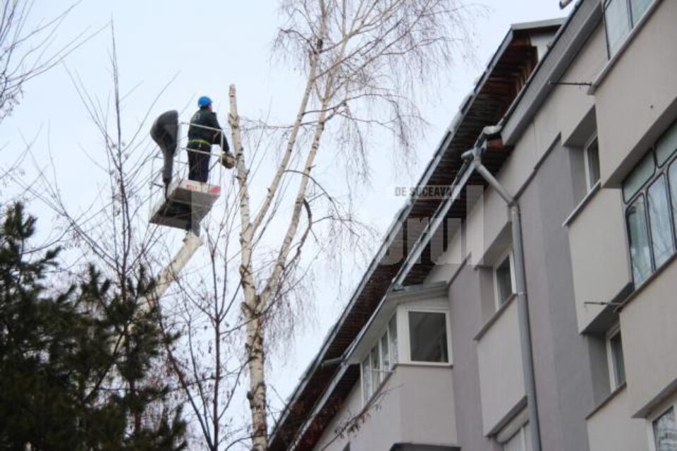 Campania de toaletare a arborilor și de tăiere a celor periculoși e în plină desfășurare