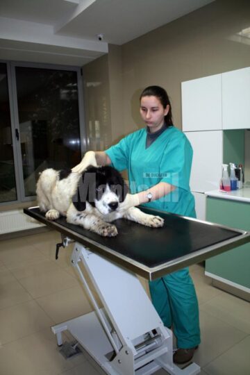 Clinică veterinară ultramodernă, deschisă la Rădăuți