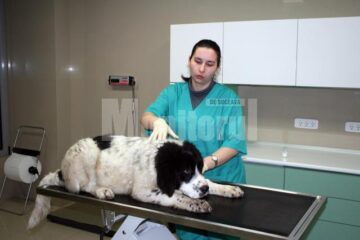 În clinica veterinară a companiei Helmivet din Rădăuți sunt oferite servicii atât pentru pisici, cât și pentru câini