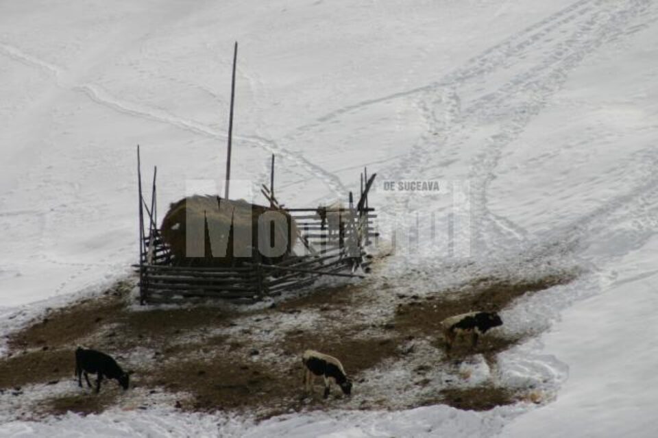 Conform datelor adunate de Direcția Agricolă Suceava, în ianuarie 2013, în județ sunt 162.300 de bovine Conform datelor adunate de Direcția Agricolă Suceava, în ianuarie 2013, în județ sunt 162.300 de bovine