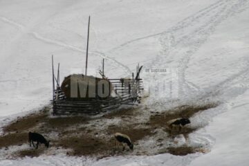 Conform datelor adunate de Direcția Agricolă Suceava, în ianuarie 2013, în județ sunt 162.300 de bovine