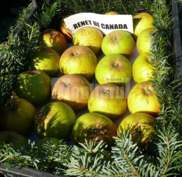 Soiuri fructe