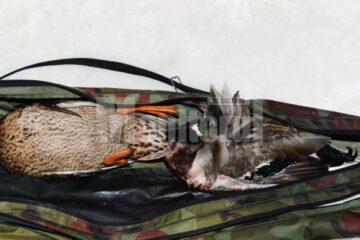 Rațele sălbatice împușcate de cei trei braconieri