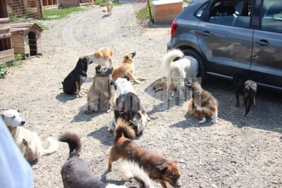câini comunitari