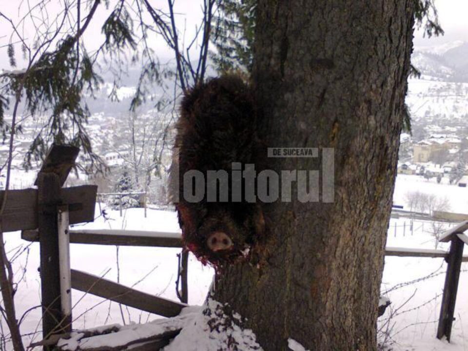 Un mistreț tranșat fost găsit într-o livadă din municipiul Câmpulung Moldovenesc