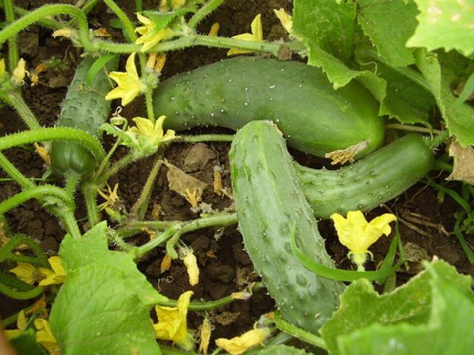 „Cultivarea castraveților”