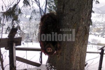 Conform unui vânător, mistrețul a fost folosit ca momeală pentru a atrage și împușca maidanezi