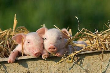 „Metode moderne de creștere a purceilor”