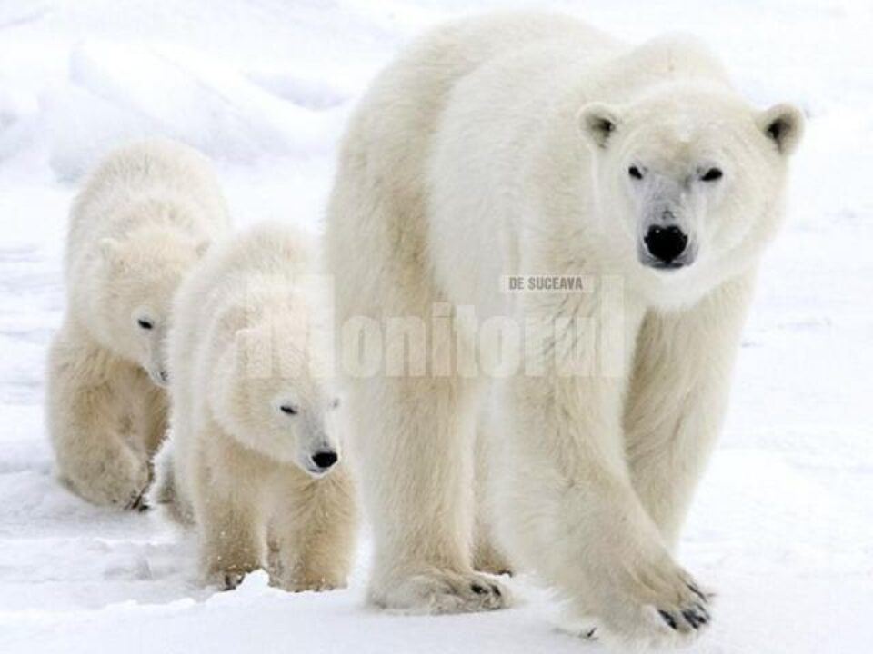 ziua internațională a ursului polar
