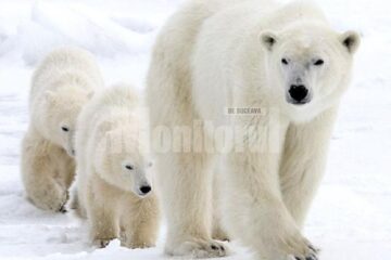 ziua internațională a ursului polar