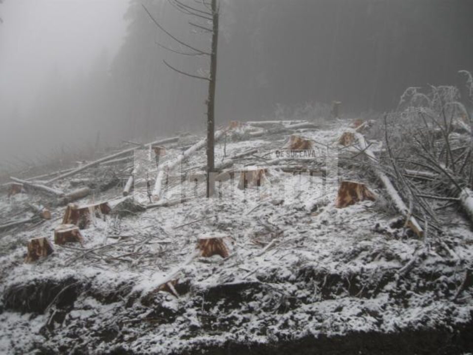 Au fost tăiați 126 de arbori nemarcați, specia rășinoase