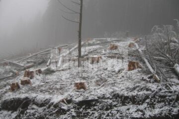 Au fost tăiați 126 de arbori nemarcați, specia rășinoase